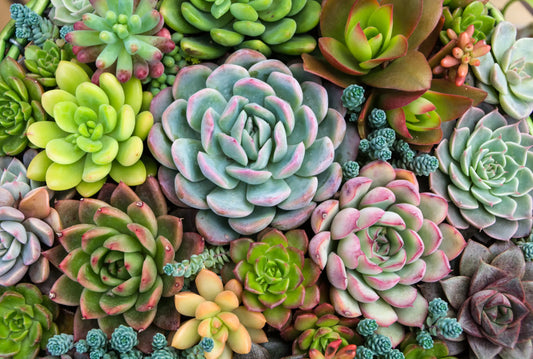 Succulent Care 101: How to Keep Your Plants Happy & Thriving